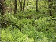 4 NSG Alter Hagen bei Willingen